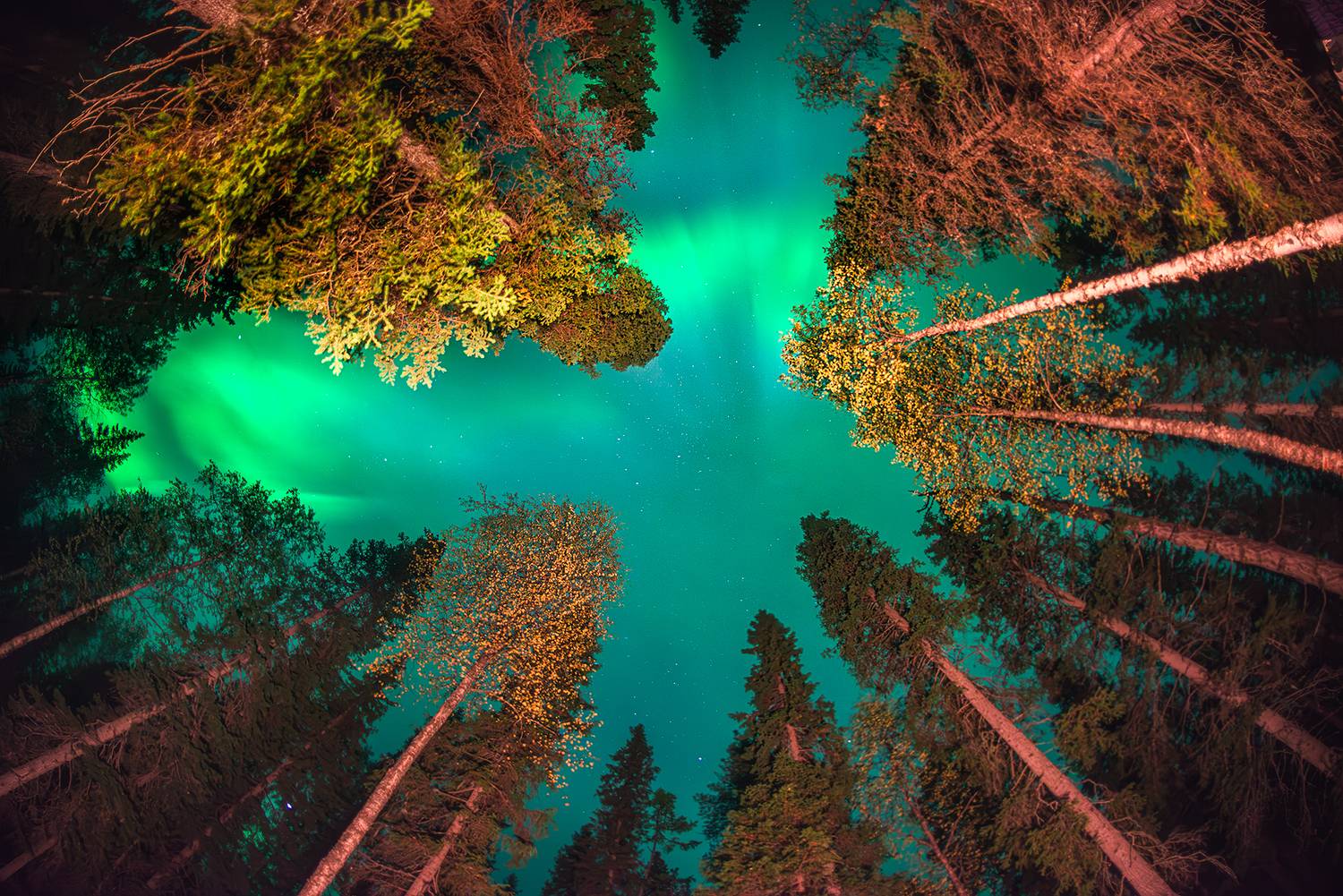 поморье, тайга, северное сияние, Ермолин Александр