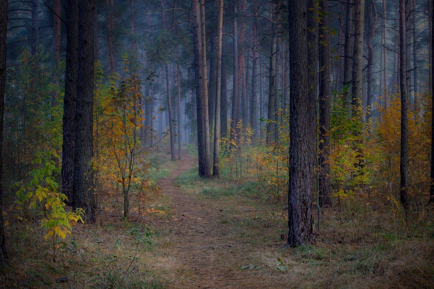 , Игорь Денисов