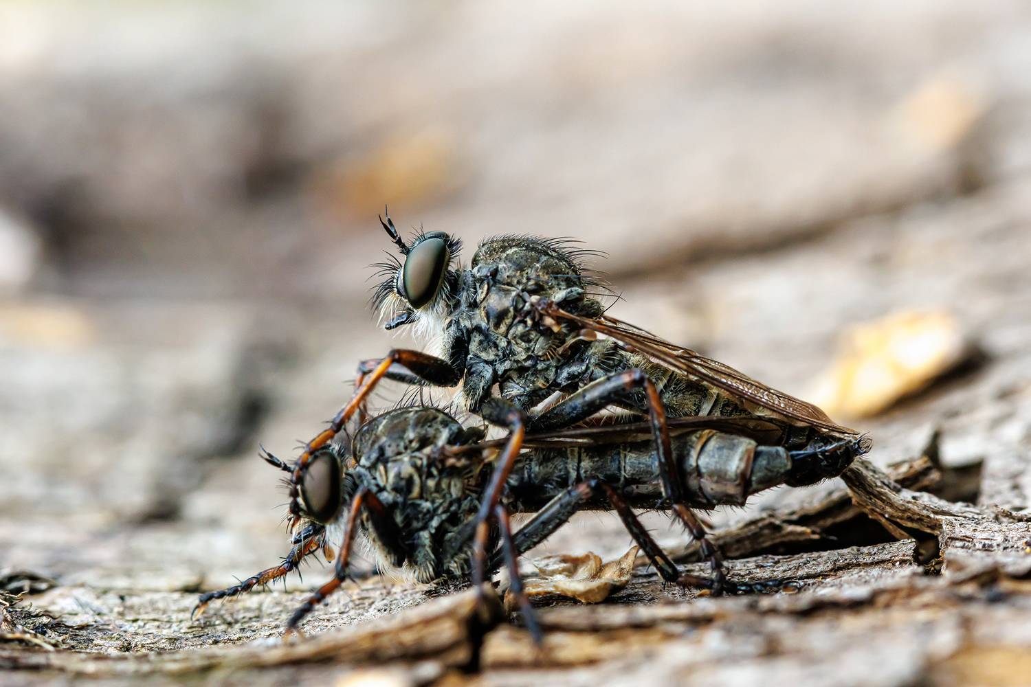 , Волынский Виктор