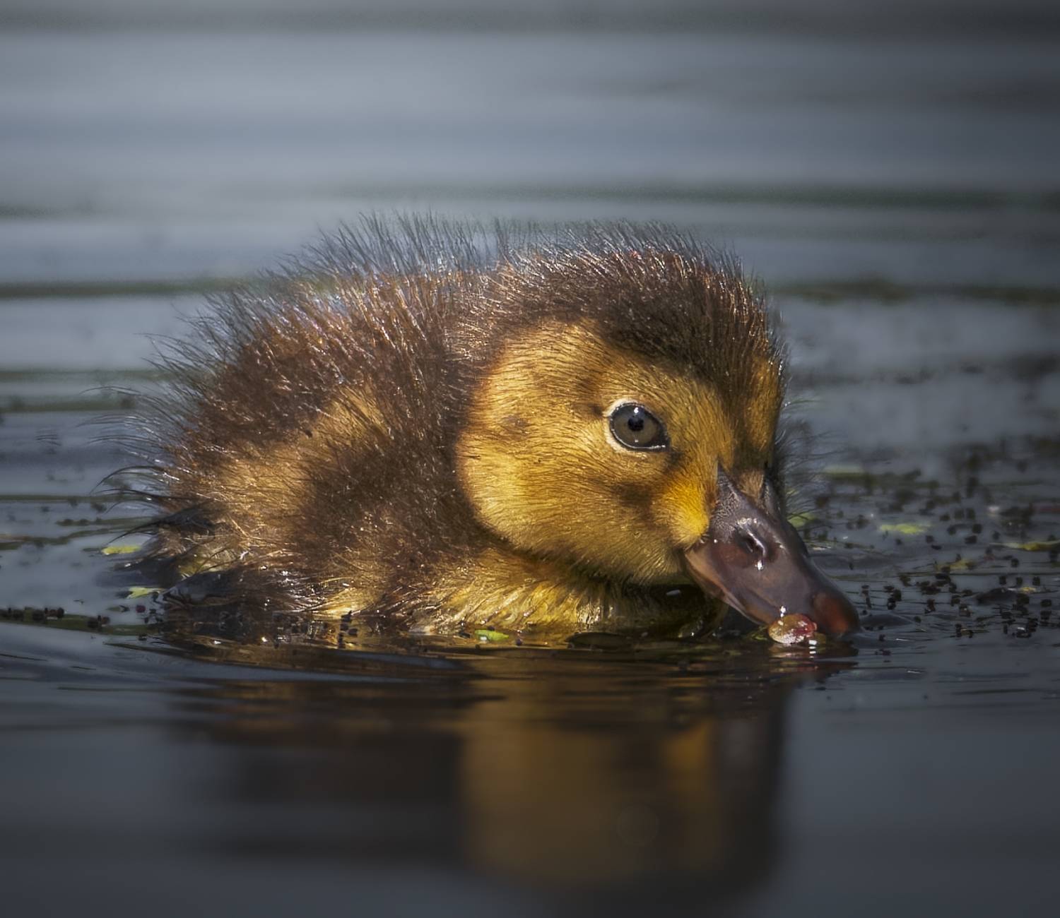 , Никон Александр