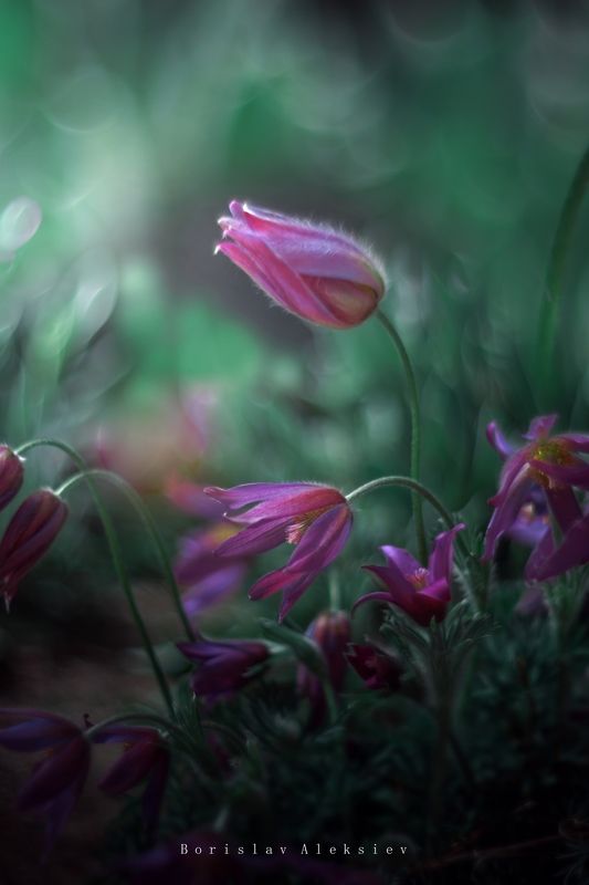 Purple фото превью