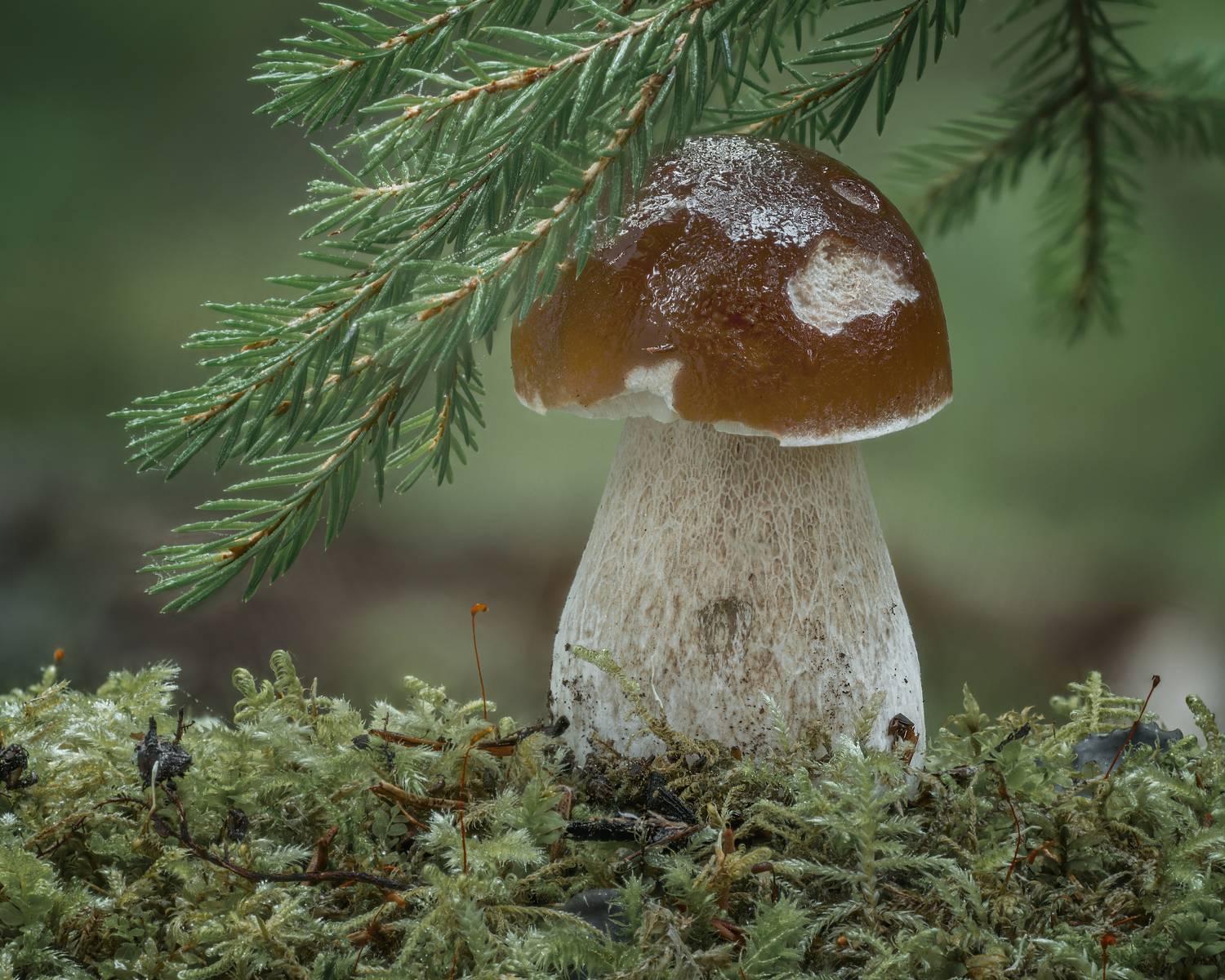 , Максим Вышарь