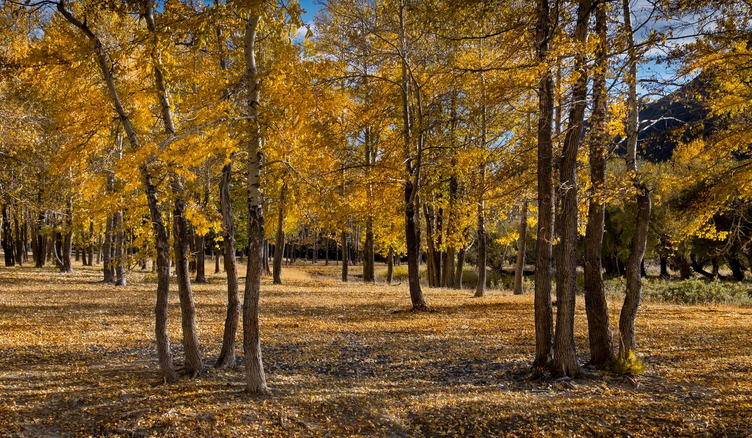 алтай, осень, что такое осень?, фототур на алтай, осень на алтае, республика алтай, долина реки чуи, чуя, нд, altai, autumn, photo tour to altai, autumn in altai, altai republic, chuya river valley, chuya, золотой алтай, золотой алтай нд, Демкина Надежда