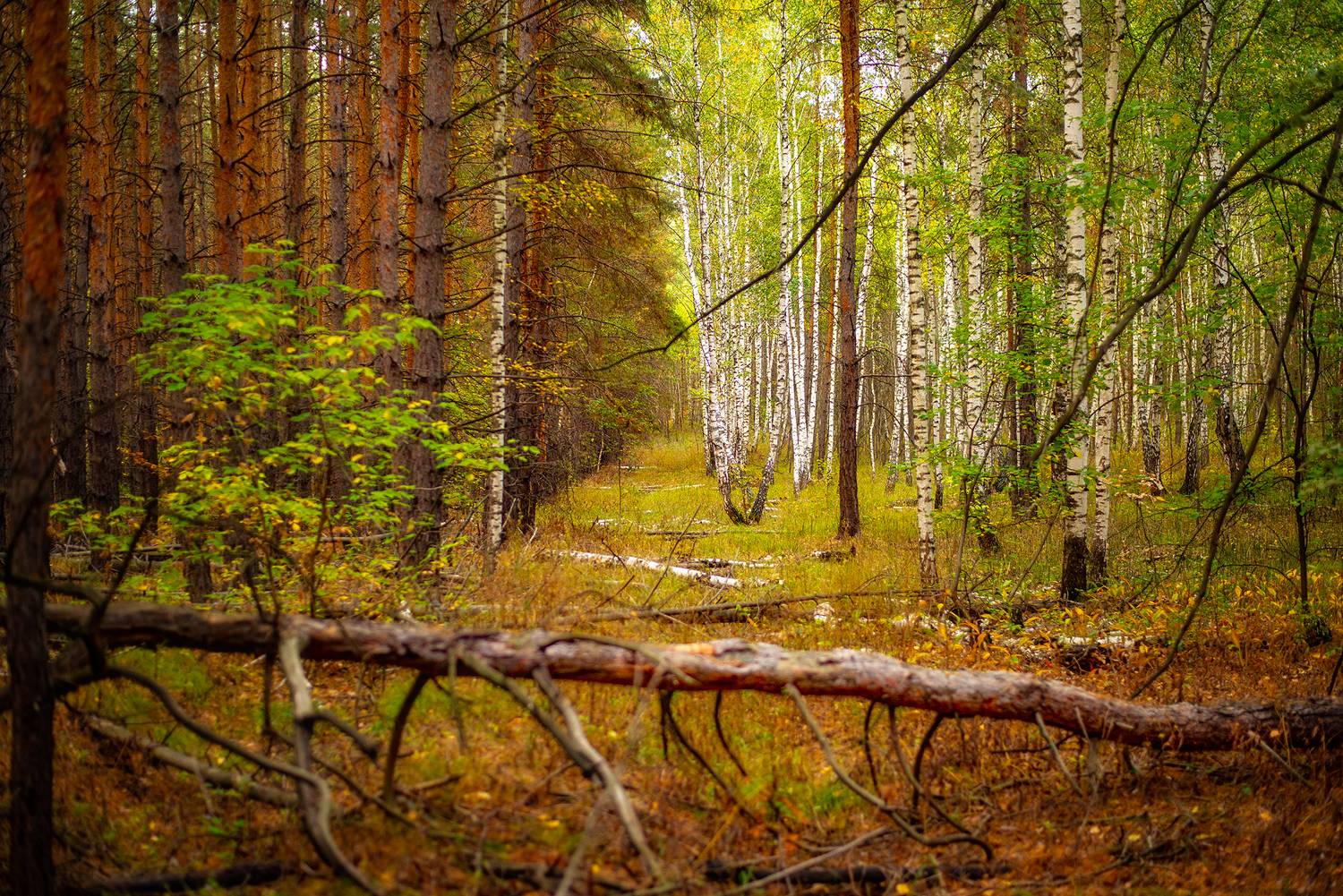 лес осень сентябрь, Дзюба Нелли