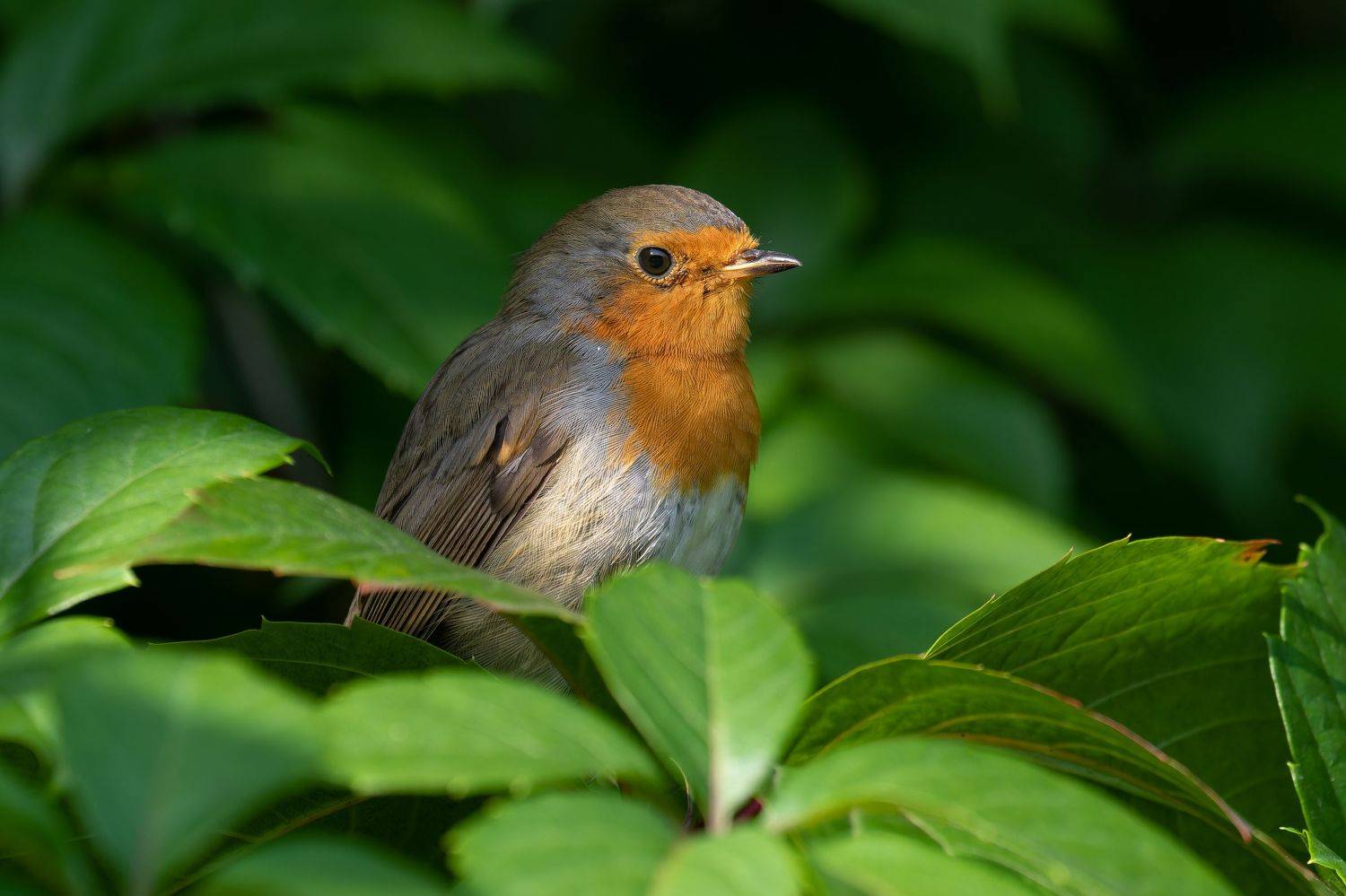 european, robin/зарянка/erithacus, rubecula, Акулов Александр