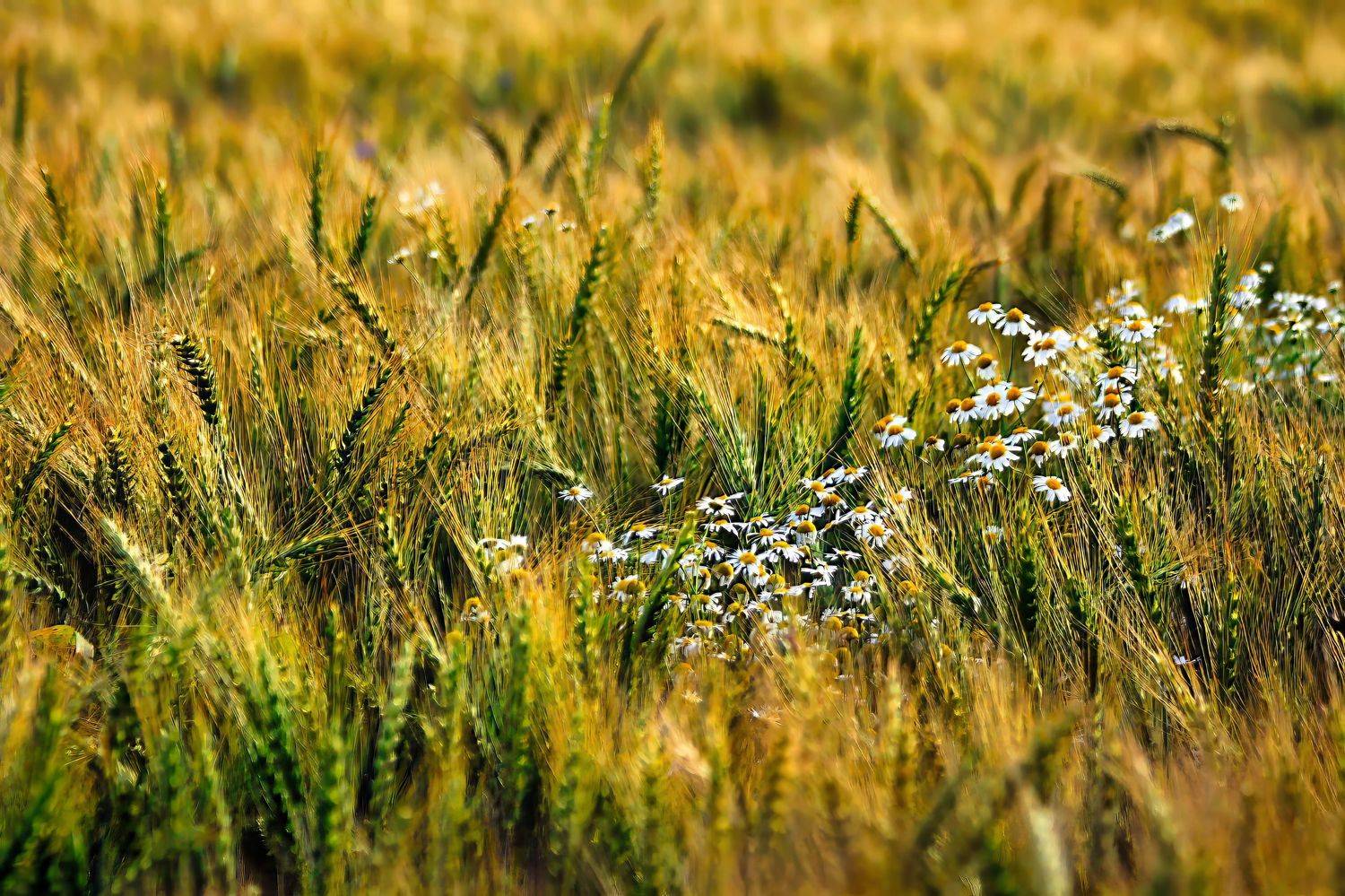 , Александр Лукин