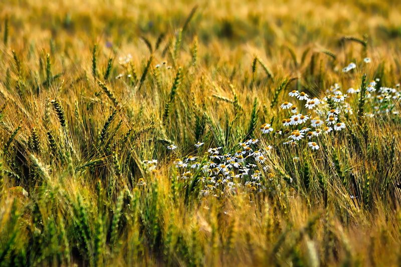 Ромашкино фото превью