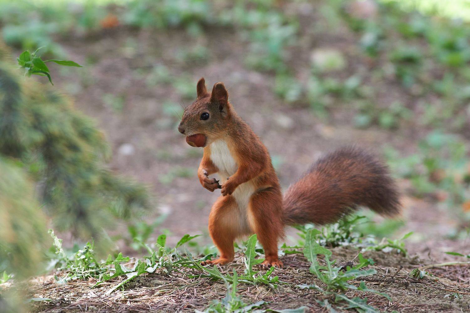 Sciurus vulgaris, volgograd, russia, wildlife, squirrel, белка, , Сторчилов Павел
