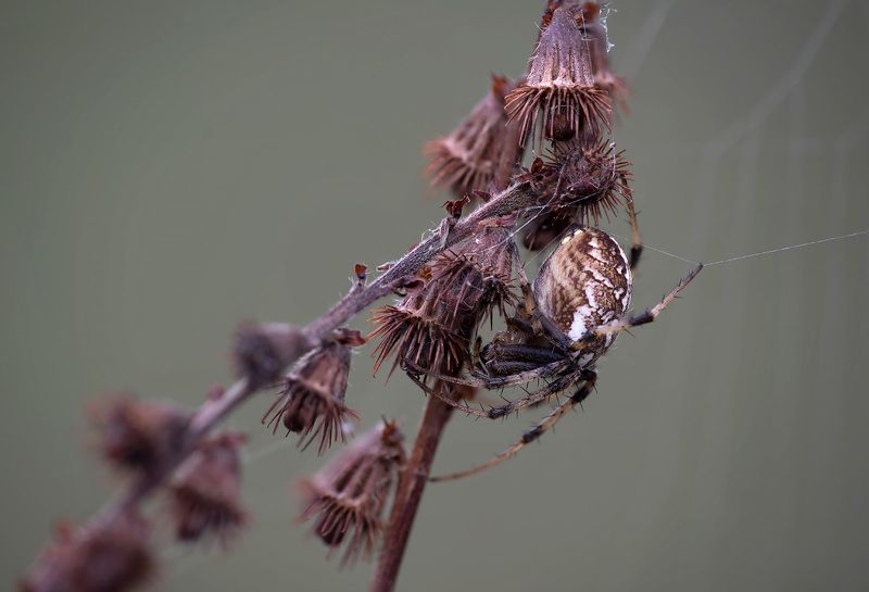 Репешок ... фото превью