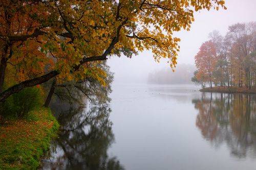 ... где-то в парковом тумане...