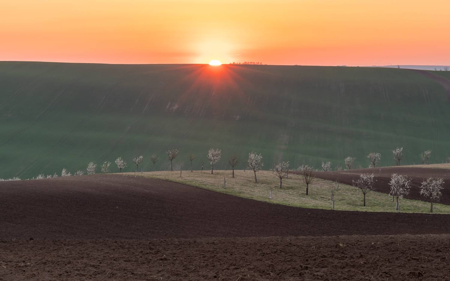 , Евгения Чех