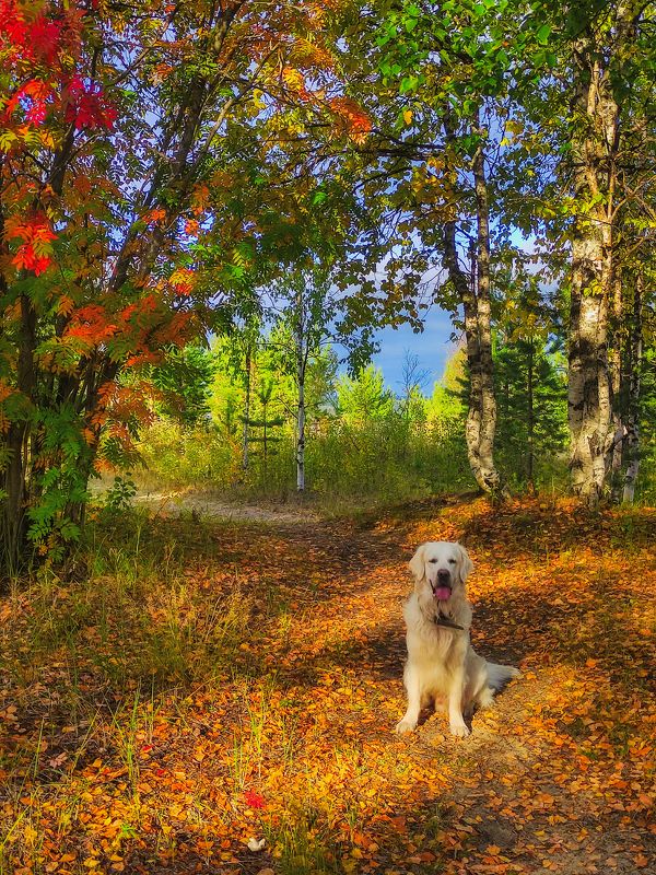 печора, золотая осень, золотистый ретривер Золото в золотой осени фото превью