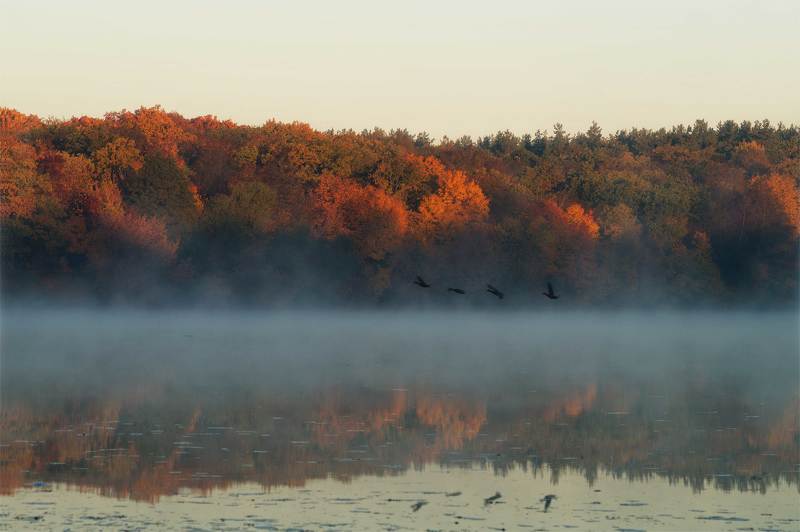 утро, туман, пейзаж, река, осень, природа, птицы Утром у реки фото превью