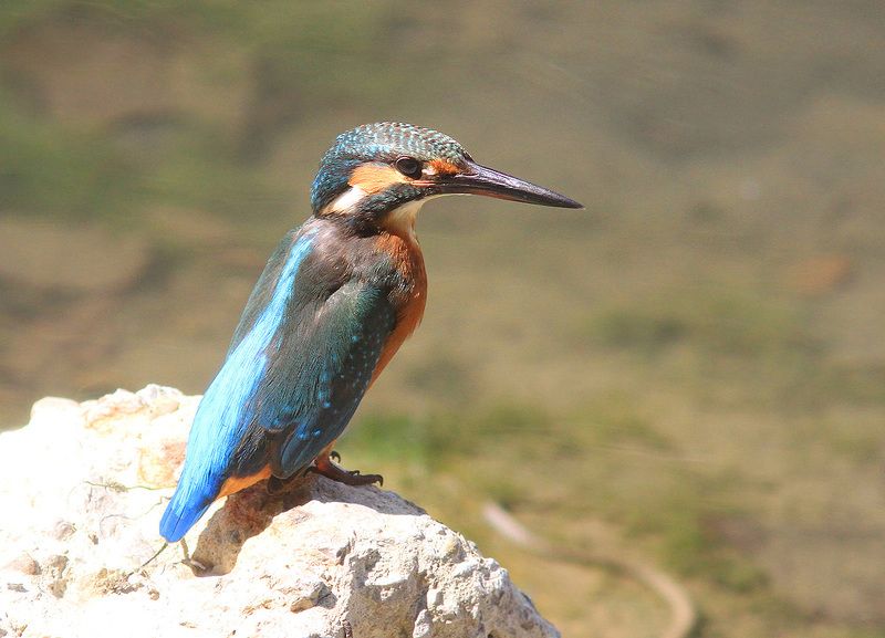 Зимородок фото превью