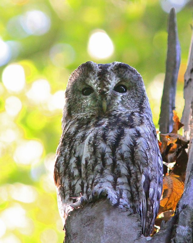 Неясыть фото превью