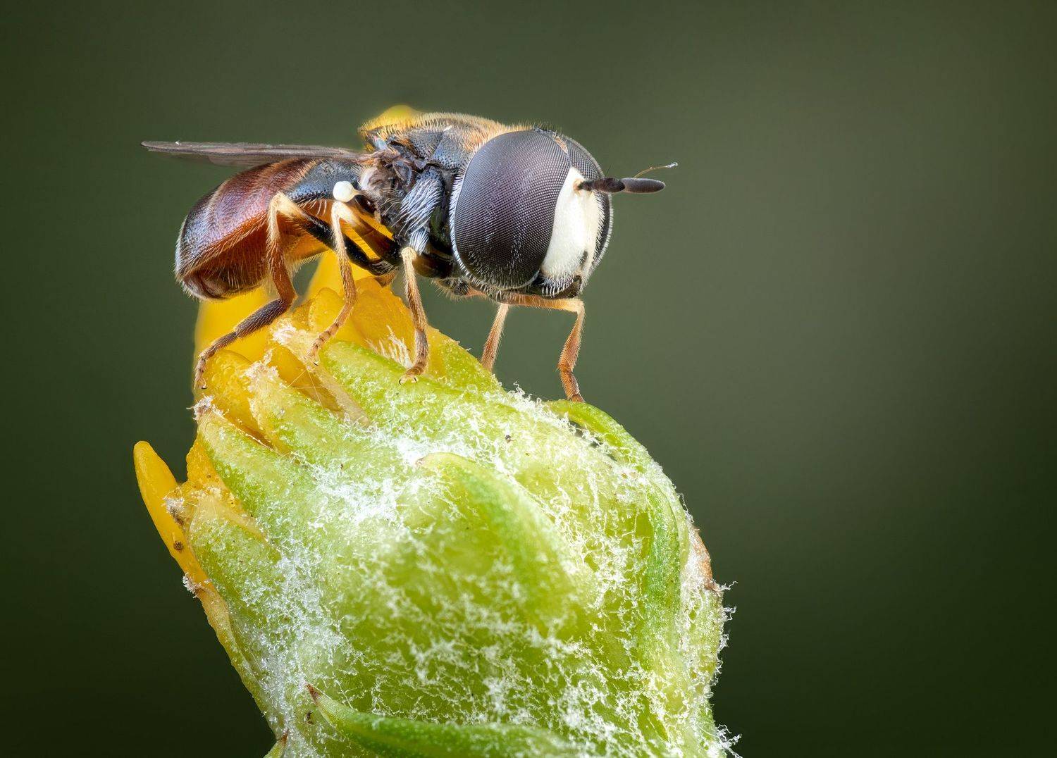 , Андрей Жила