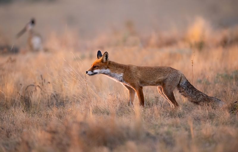 Аромат сухого цветка фото превью