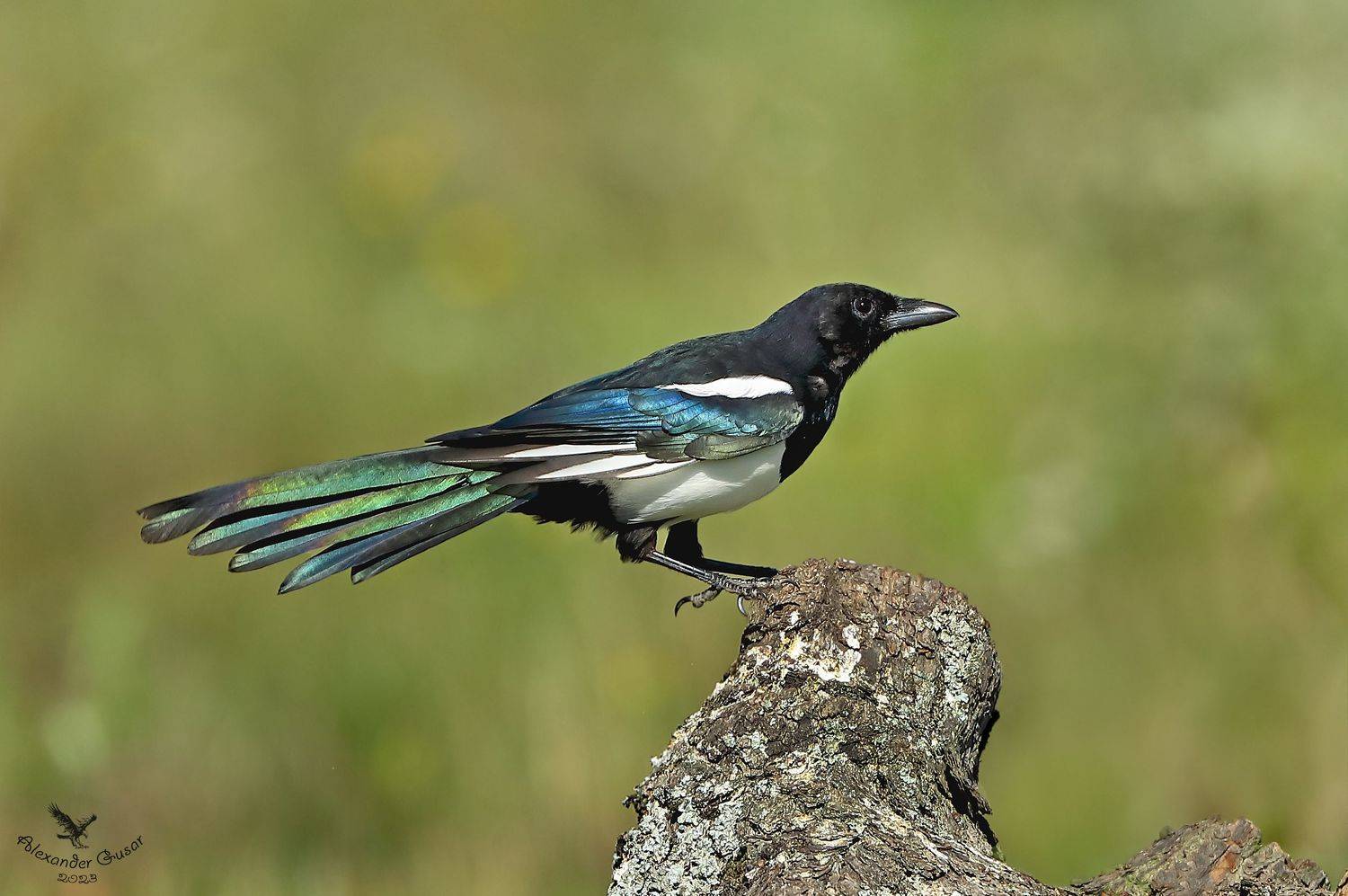 , Гусар Александр