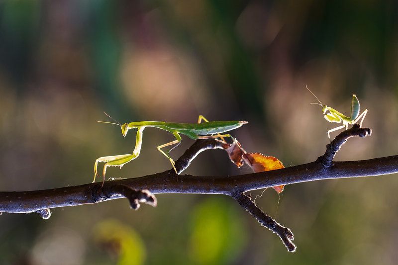 богомол, богомолы Богомолы фото превью