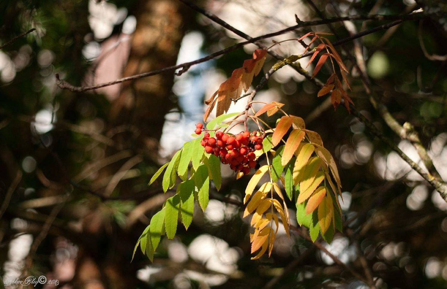 , Орлов Олег