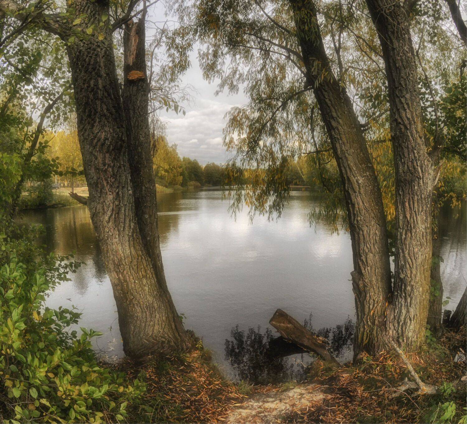деревья пруд облака, Вера Петри