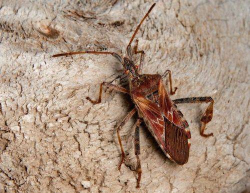 Western Conifer Seed Bug
