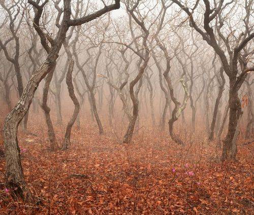 Мистический лес.