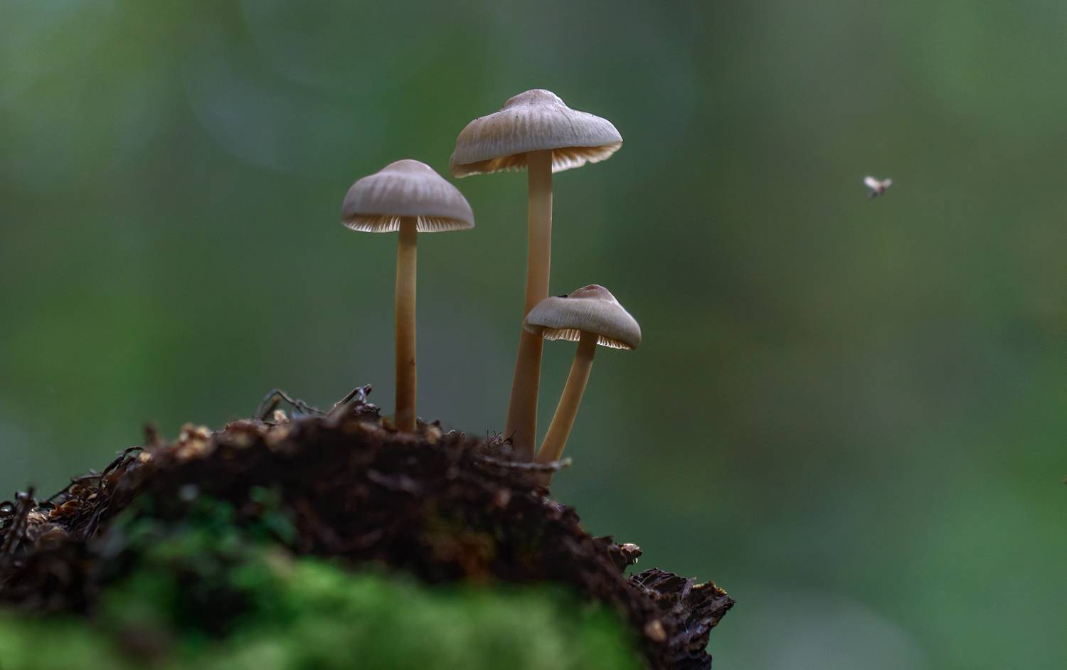 поганки, грибы, макро, macro, Ершова Юлия