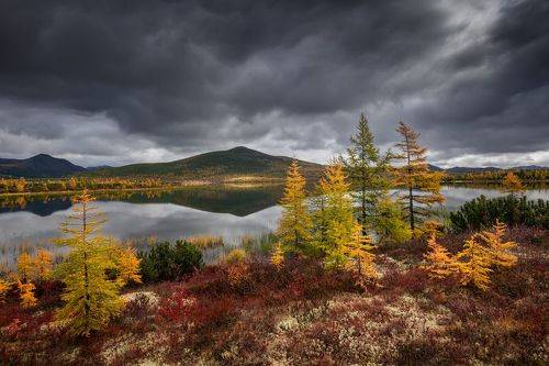 Колымская пасмурняка...