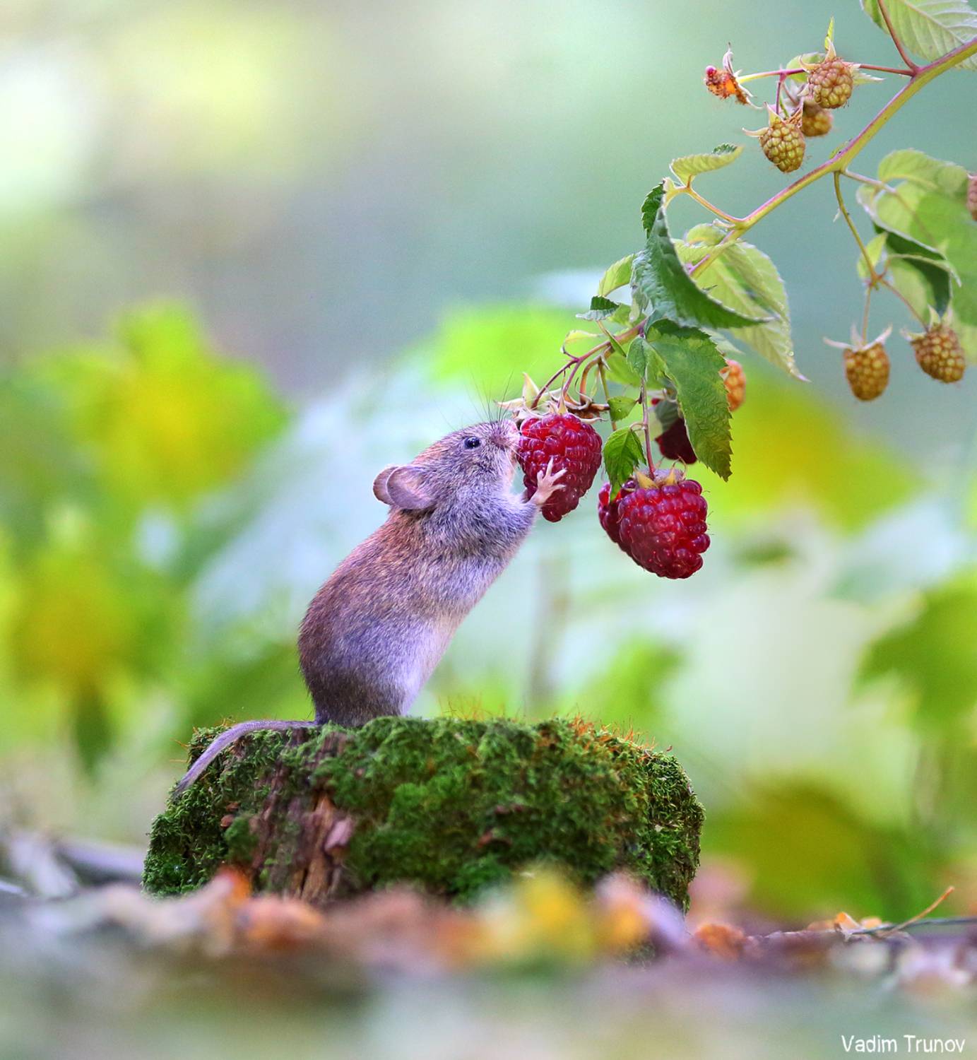 , Вадим Трунов