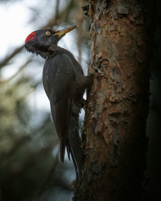 Желна, Dryocopus martius, Сентябрь 2023 фото превью