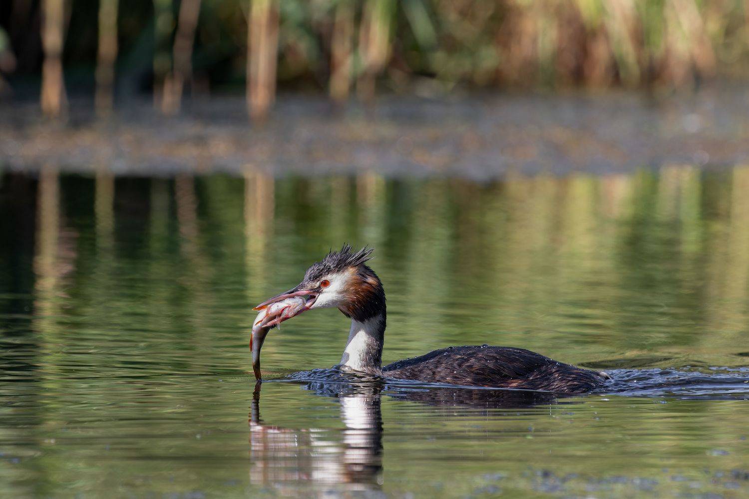 Great Crested Grebe/Чомга/Podiceps cristatus, Акулов Александр