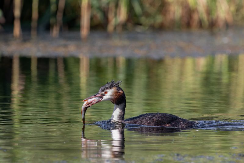 Great Crested Grebe/Чомга/Podiceps cristatus Hunting фото превью