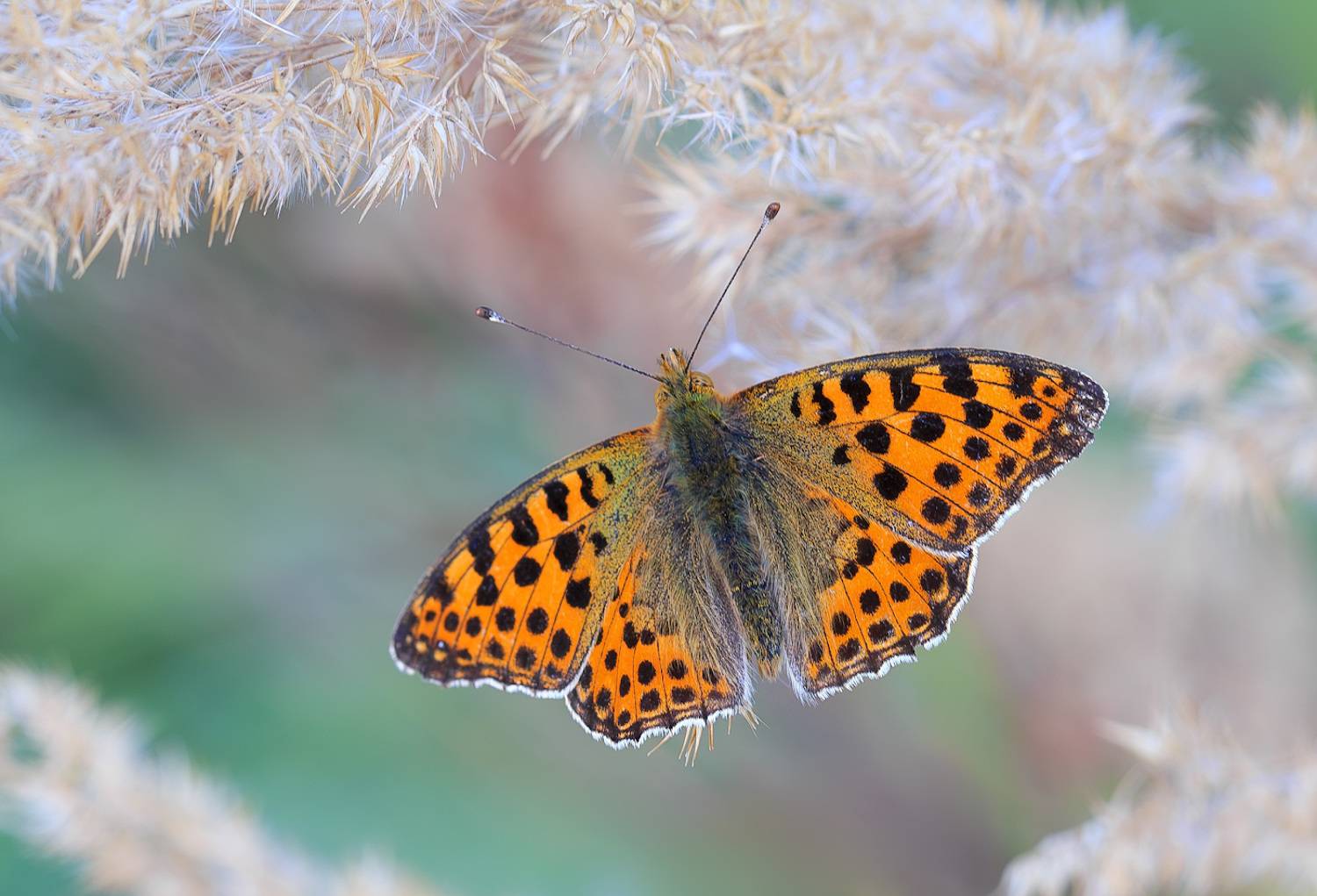 насекомые, бабочка, нимфалида, перламутровка, полевая, осень, сентябрь, Борис Новиков