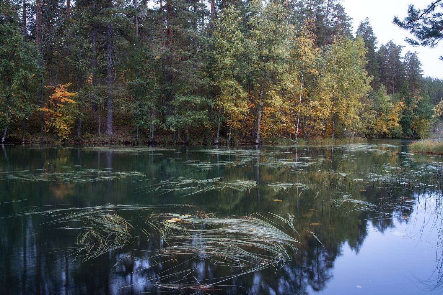 санкт петербург, осень, озеро, ленинградская область, берестовое озеро, Чавыкина Анастасия