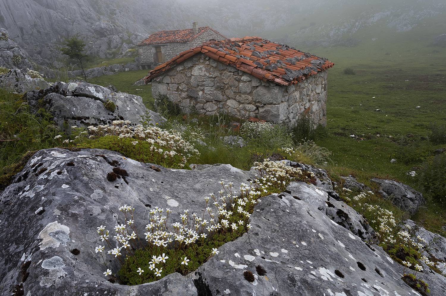 photography, mountain, spring, flower, landscape, photo, awakening, flowers, land, landmark, lands, dramatic ligth, ligth, mountains, jimenez millan samuel