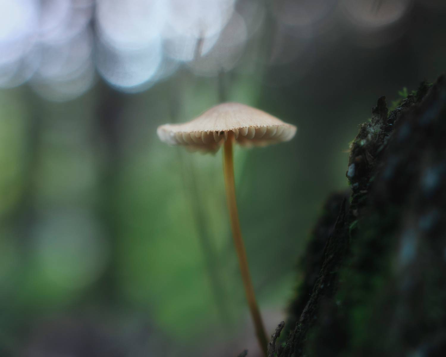 гриб, лес, Валерий Вождаев