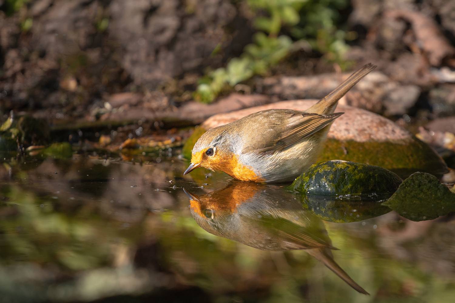 , Чудинин Дмитрий