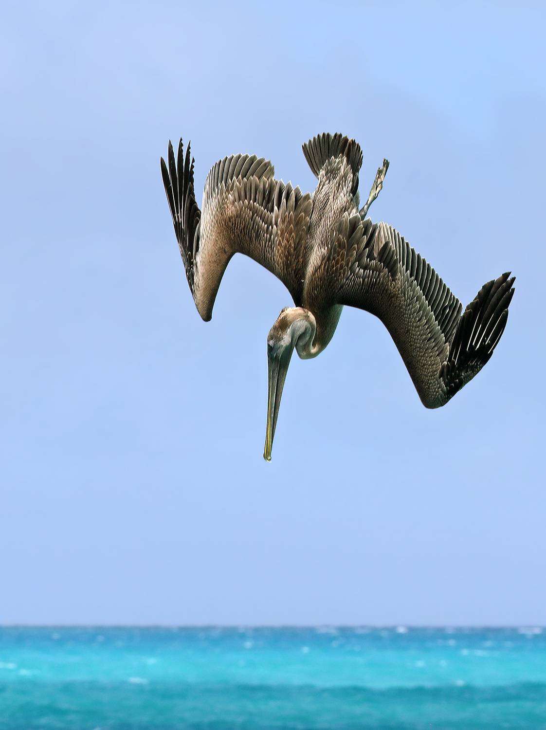 , Дмитрий Елисеев