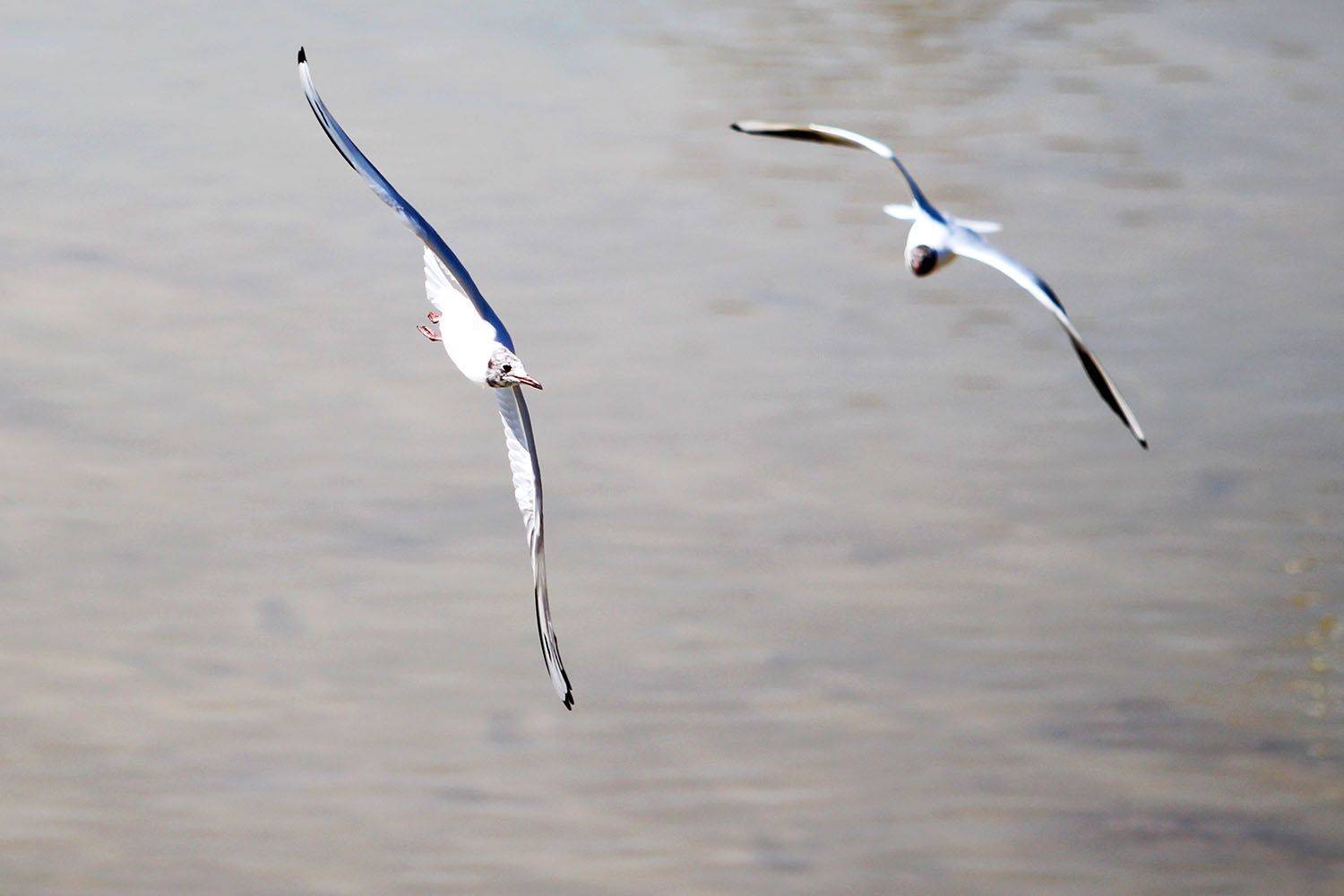 , mehdi karimi souderjani