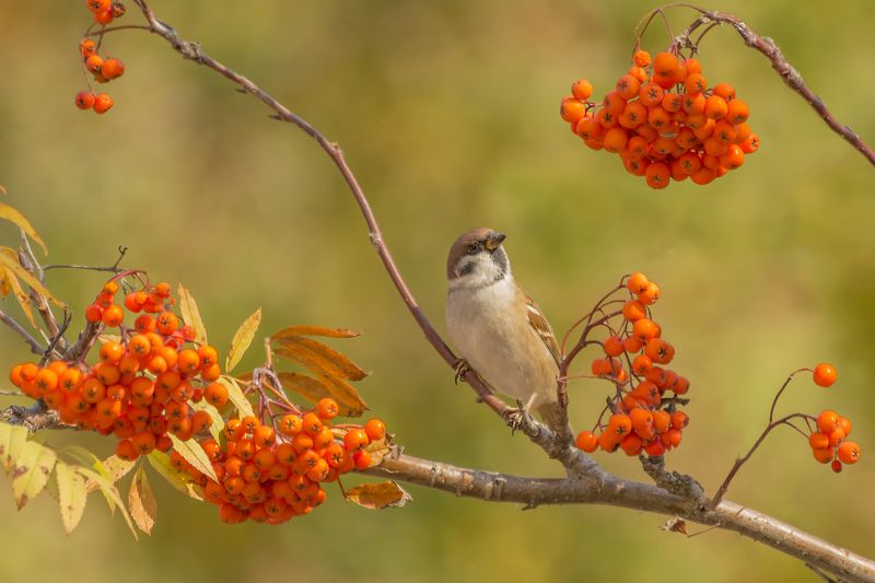 В осеннем интерьере фото превью