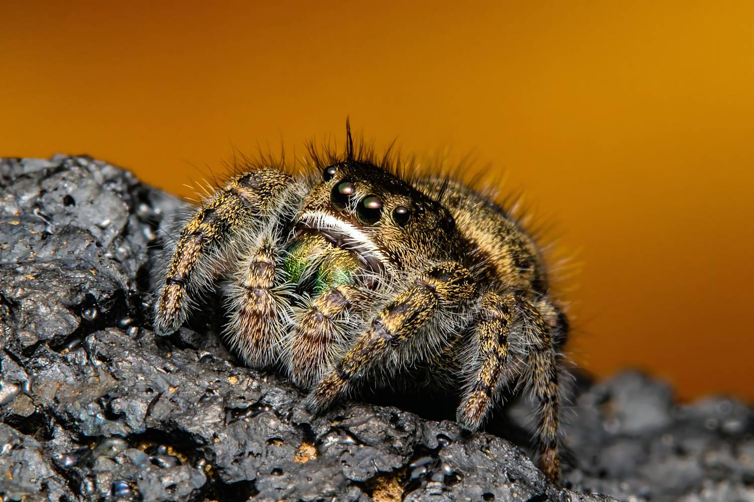 spider, jumpingspider, spiderlovers, spiderimage, spidermacro, macrophoto, macrophotography, nature, Stephane