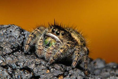 Jumping spider