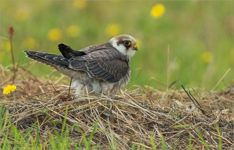 птицы, природа, хищник, кобчик, Falco vespertinus, молодая, самка, лето, август, 2015, подмосковье, Волоколамский р-он, Карачарово Кобчик фото превью