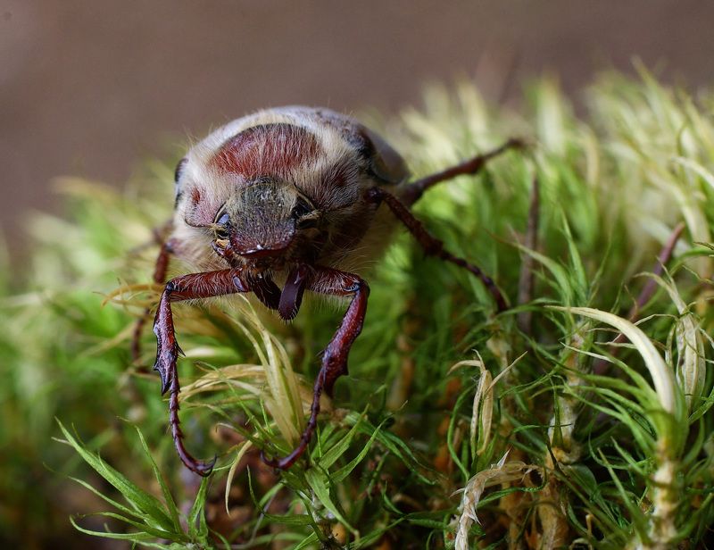 Во мху я по колено)) фото превью