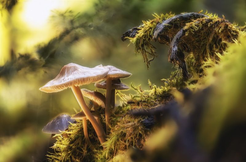 Грибы, Макро, Мох Девятый вал фото превью