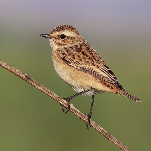 Whinchat.