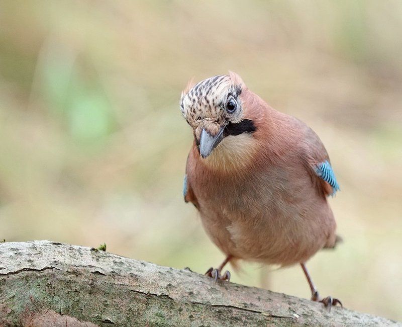 Так, так... фото превью