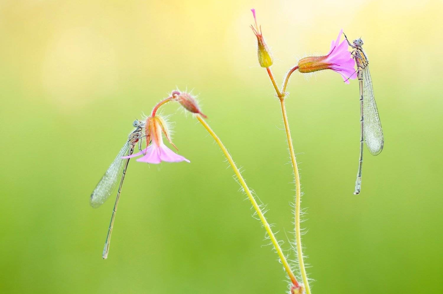 dragonfly , Zbyszek  Walkiewicz