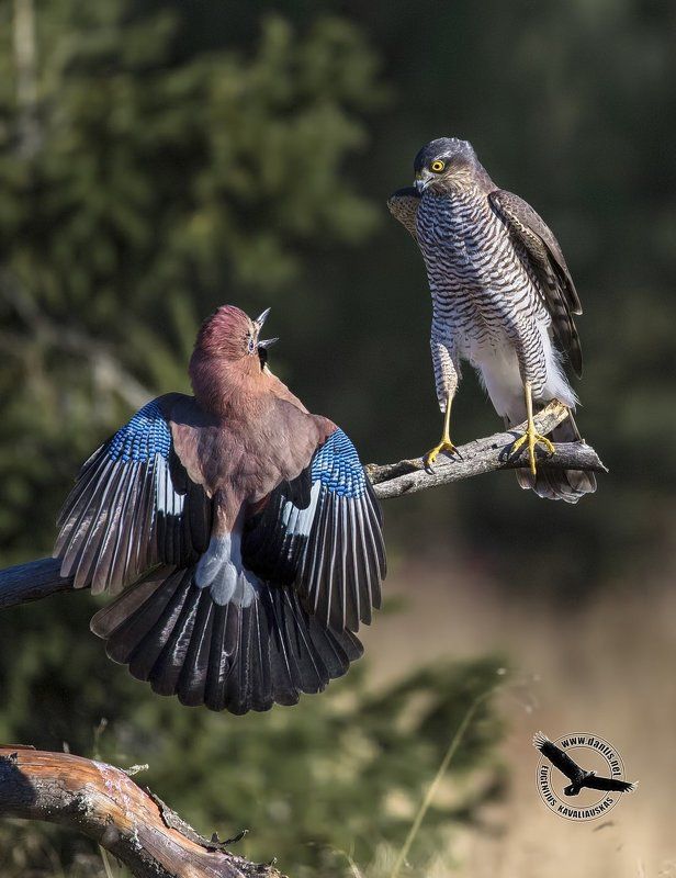Серъезный разговор фото превью